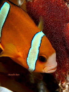 Clown fish guarding her eggs. by Marylin Batt 
